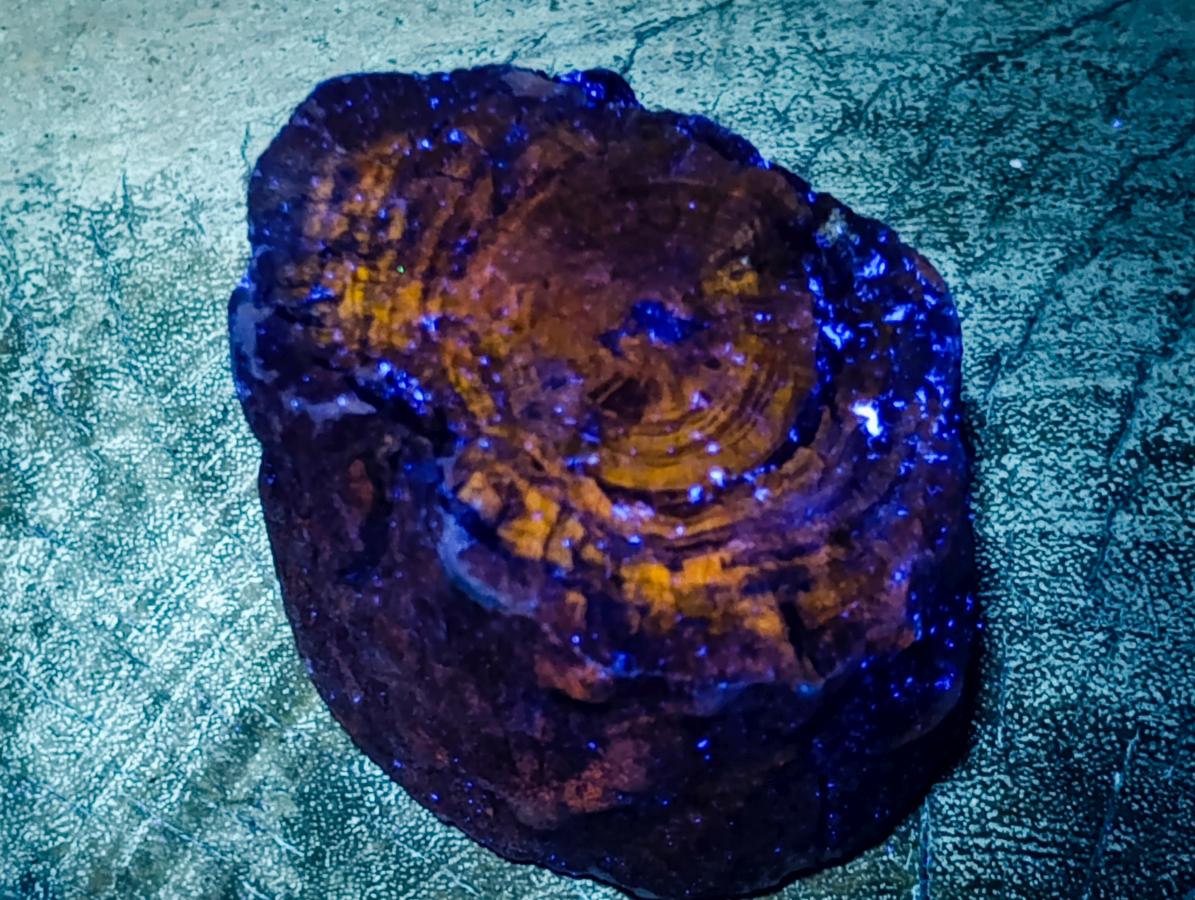 Polished One Side Dadoxylon Petrified Wood Branch x 1 From Gokwe, Zimbabwe