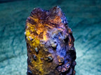 Polished One Side Dadoxylon Petrified Wood Branch x 1 From Gokwe, Zimbabwe