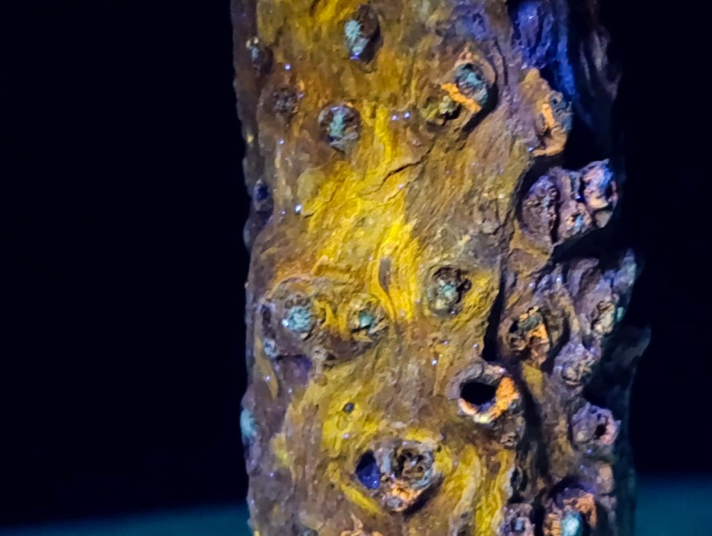 Polished One Side Dadoxylon Petrified Wood Branch x 1 From Gokwe, Zimbabwe