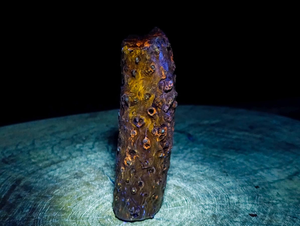 Polished One Side Dadoxylon Petrified Wood Branch x 1 From Gokwe, Zimbabwe