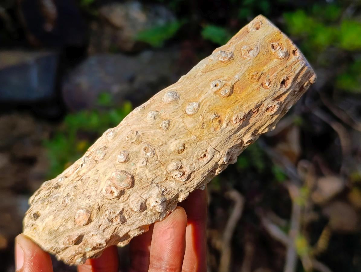 Polished One Side Dadoxylon Petrified Wood Branch x 1 From Gokwe, Zimbabwe