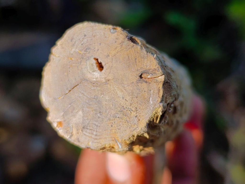 Polished One Side Dadoxylon Petrified Wood Branch x 1 From Gokwe, Zimbabwe