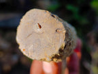 Polished One Side Dadoxylon Petrified Wood Branch x 1 From Gokwe, Zimbabwe
