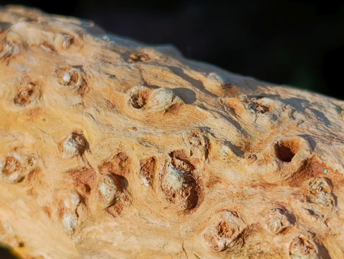 Polished One Side Dadoxylon Petrified Wood Branch x 1 From Gokwe, Zimbabwe