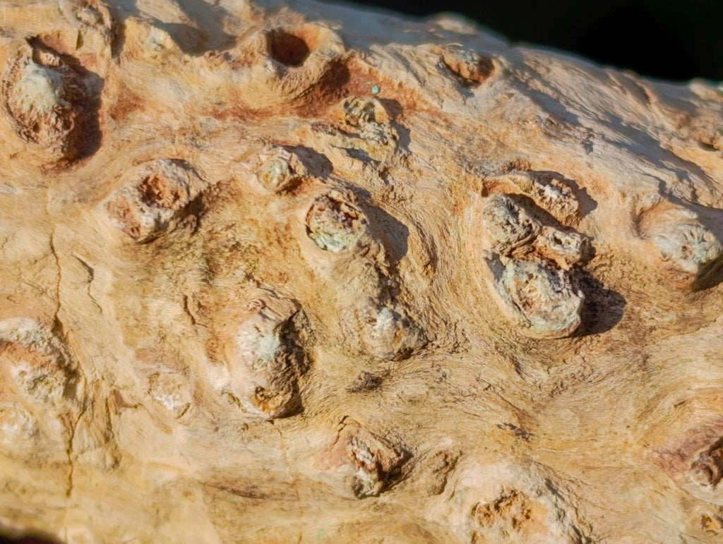 Polished One Side Dadoxylon Petrified Wood Branch x 1 From Gokwe, Zimbabwe