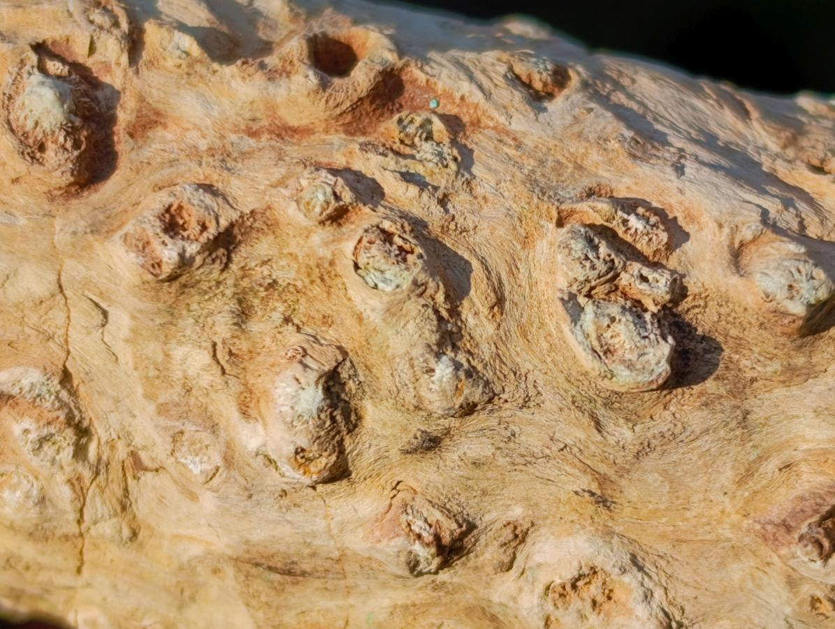 Polished One Side Dadoxylon Petrified Wood Branch x 1 From Gokwe, Zimbabwe