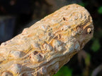Polished One Side Dadoxylon Petrified Wood Branch x 1 From Gokwe, Zimbabwe
