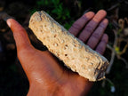 Polished One Side Dadoxylon Petrified Wood Branch x 1 From Gokwe, Zimbabwe