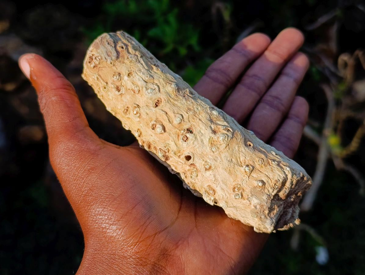 Polished One Side Dadoxylon Petrified Wood Branch x 1 From Gokwe, Zimbabwe