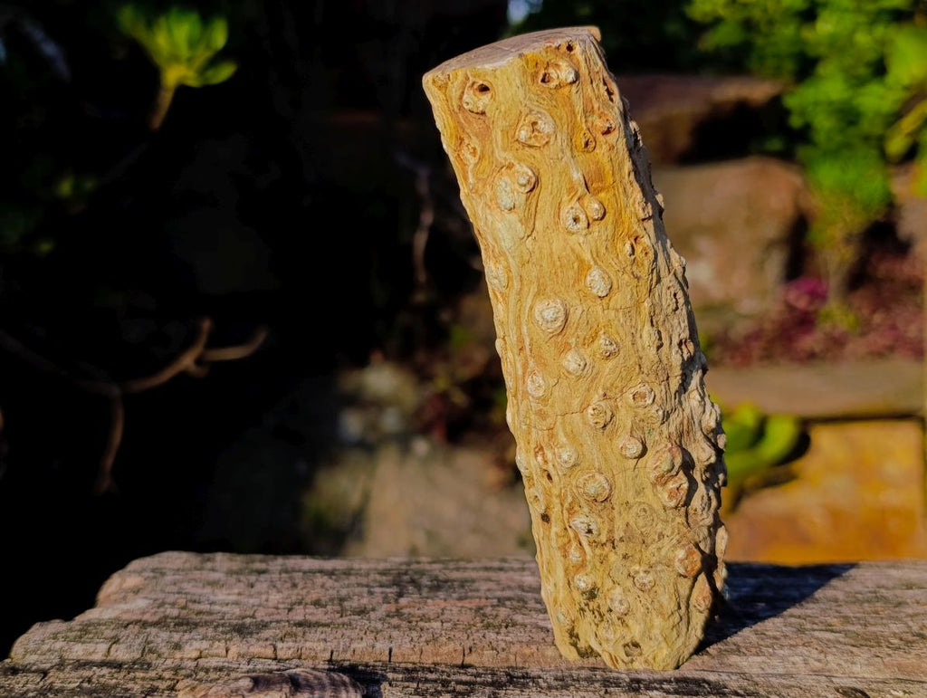 Polished One Side Dadoxylon Petrified Wood Branch x 1 From Gokwe, Zimbabwe
