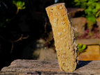 Polished One Side Dadoxylon Petrified Wood Branch x 1 From Gokwe, Zimbabwe