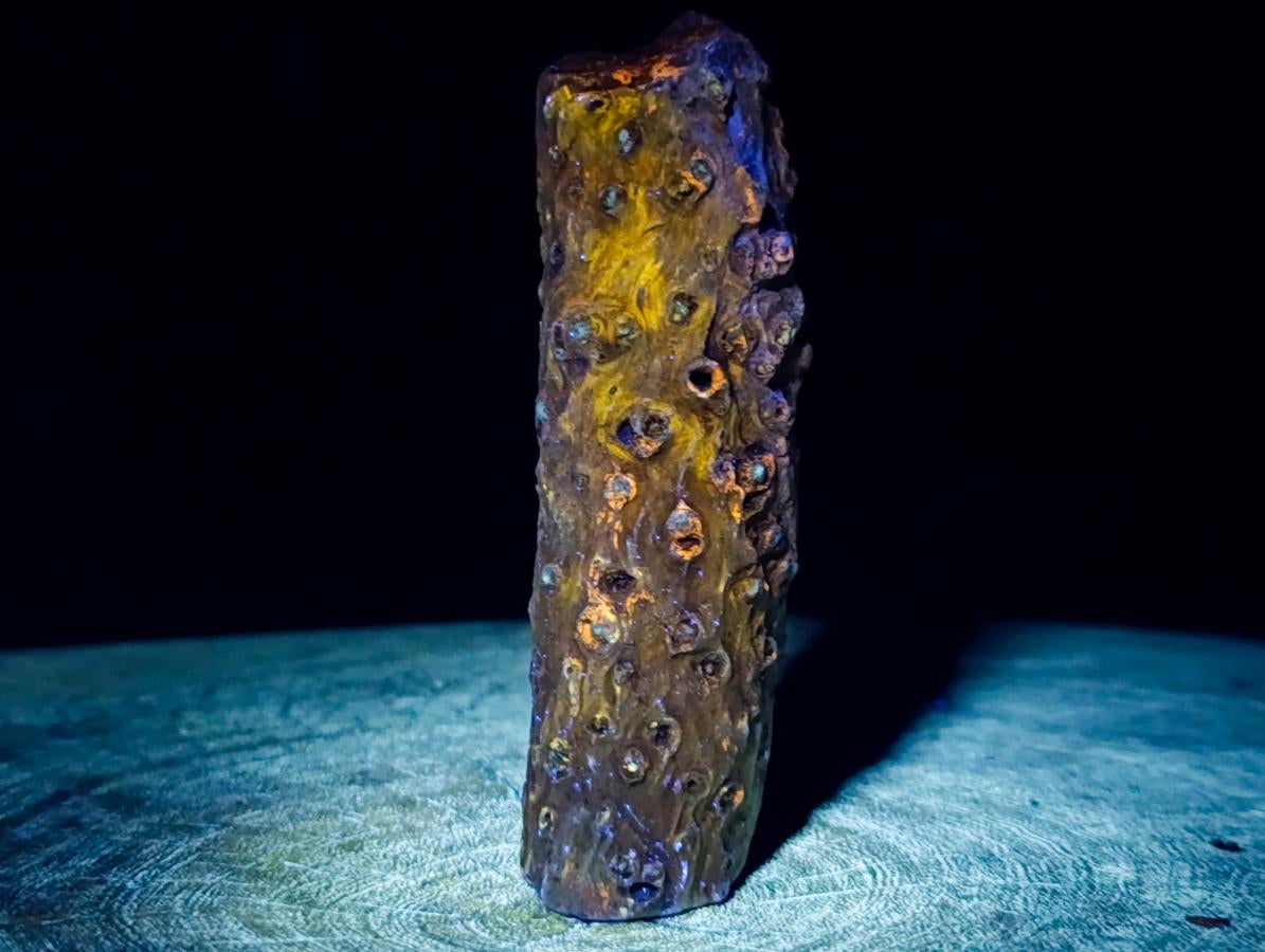 Polished One Side Dadoxylon Petrified Wood Branch x 1 From Gokwe, Zimbabwe