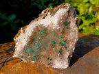 Natural Cabinet Size Silky Malachite Crystals on Smokey Quartz x 1 From Kasompe, Congo