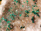Natural Cabinet Size Silky Malachite Crystals on Smokey Quartz x 1 From Kasompe, Congo