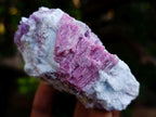 Natural Rubellite Pink Tourmaline in Quartz and Mica Schist x 1 From Karibib, Namibia