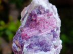 Natural Rubellite Pink Tourmaline in Quartz and Mica Schist x 1 From Karibib, Namibia