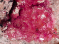 Natural Ultra Rare Gemmy Spherocobaltite Specimen x 1 From Musonoi Mine, Congo