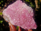 Natural Large Super Rare Cabinet Size Pink Rhodocalcite Specimen  x 1 From Mashamba West, Congo