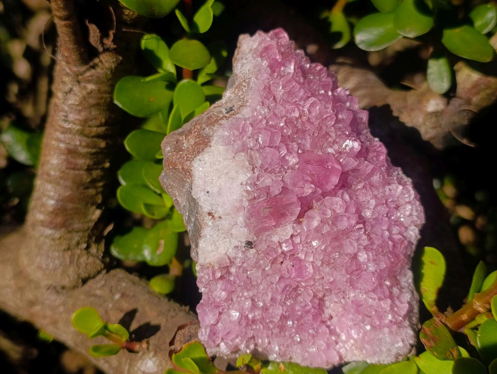 Natural Large Super Rare Cabinet Size Pink Rhodocalcite Specimen  x 1 From Mashamba West, Congo
