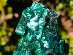 Natural AA Grade Silky Malachite Specimen x 1 From Kasompe, Congo