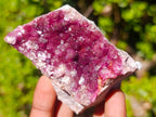 Natural Rare Cabinet Sized Gemmy Cabinet Spherocobaltite Specimen x 1 From Musonoi Mine, Congo