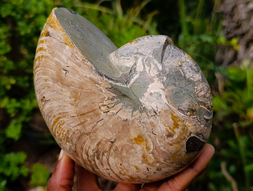 Polished Large Cymatoceras Nautilus Ammolite Ammonite Fossil x 1 From Maintirano, Madagascar