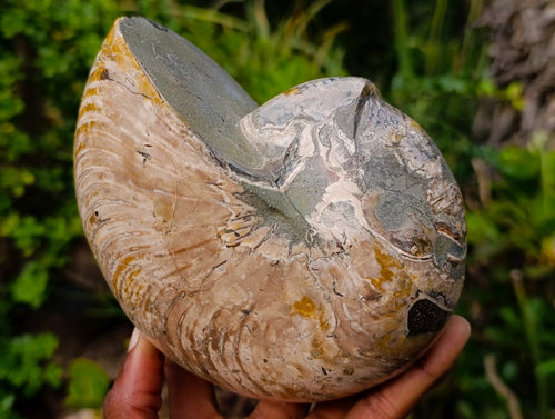 Polished Large Cymatoceras Nautilus Ammolite Ammonite Fossil x 1 From Maintirano, Madagascar
