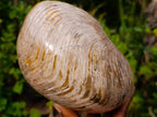 Polished Large Cymatoceras Nautilus Ammolite Ammonite Fossil x 1 From Maintirano, Madagascar