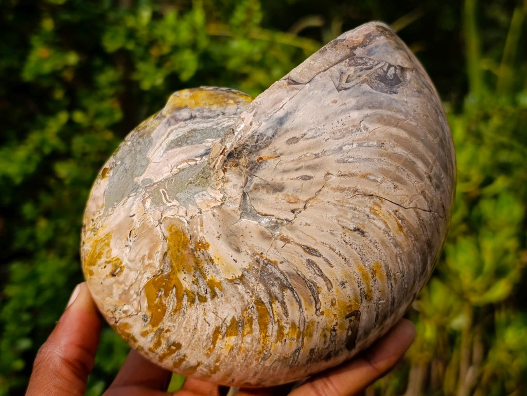 Polished Large Cymatoceras Nautilus Ammolite Ammonite Fossil x 1 From Maintirano, Madagascar