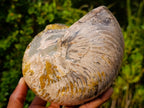 Polished Large Cymatoceras Nautilus Ammolite Ammonite Fossil x 1 From Maintirano, Madagascar