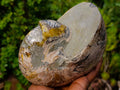 Polished Large Cymatoceras Nautilus Ammolite Ammonite Fossil x 1 From Maintirano, Madagascar