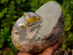 Polished Large Cymatoceras Nautilus Ammolite Ammonite Fossil x 1 From Maintirano, Madagascar