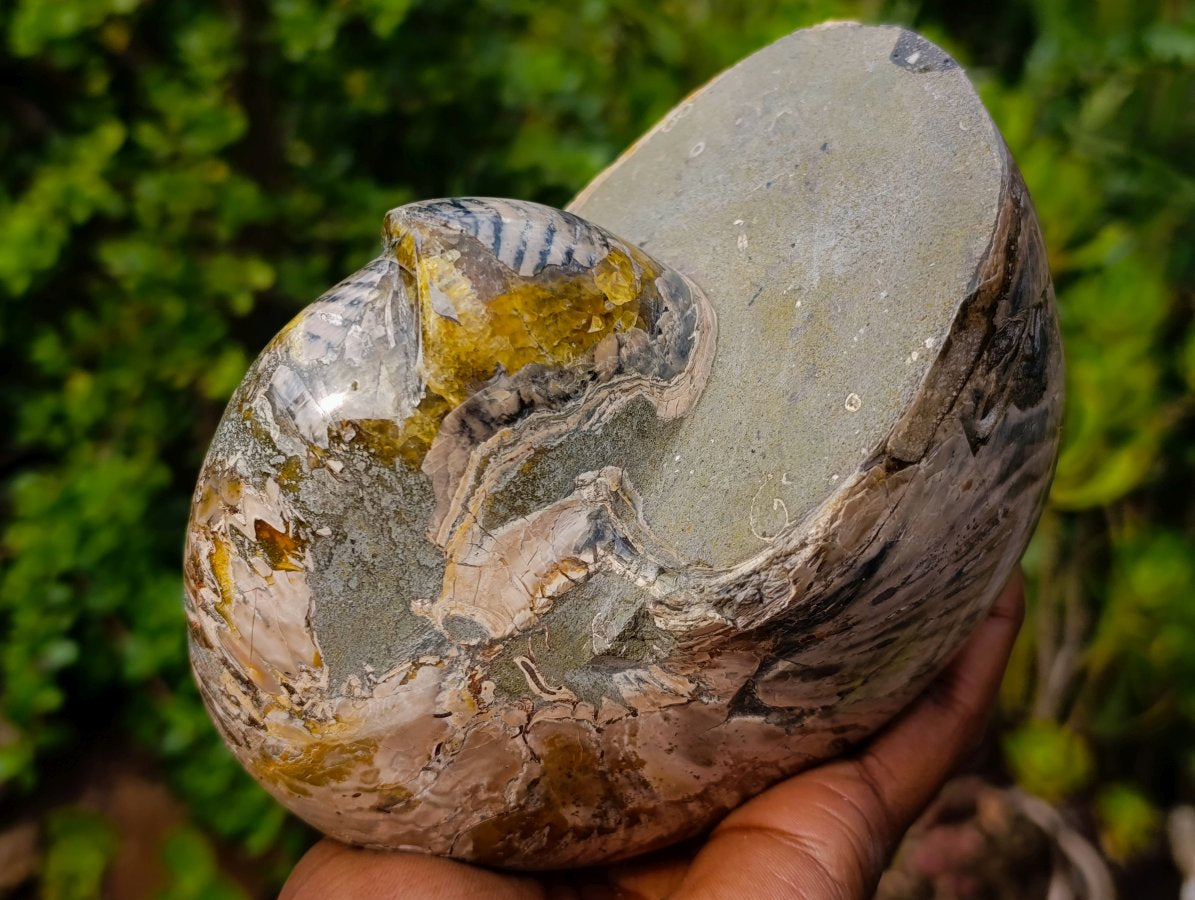 Polished Large Cymatoceras Nautilus Ammolite Ammonite Fossil x 1 From Maintirano, Madagascar