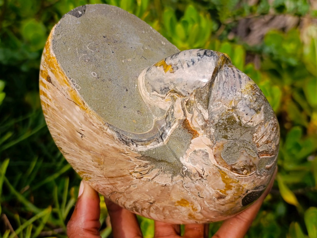 Polished Large Cymatoceras Nautilus Ammolite Ammonite Fossil x 1 From Maintirano, Madagascar