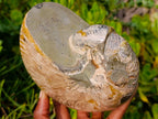 Polished Large Cymatoceras Nautilus Ammolite Ammonite Fossil x 1 From Maintirano, Madagascar