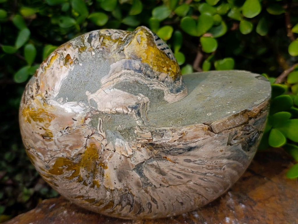 Polished Large Cymatoceras Nautilus Ammolite Ammonite Fossil x 1 From Maintirano, Madagascar