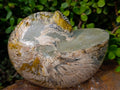 Polished Large Cymatoceras Nautilus Ammolite Ammonite Fossil x 1 From Maintirano, Madagascar