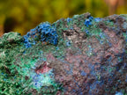 Natural Super Rare Cabinet Size Cuprite, Shattuckite and Malachite Specimen x 1 From Mashamba West, Congo
