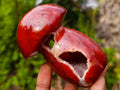 Polished Large Carnelian Gemstone Mushroom x 1 From Madagascar