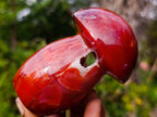 Polished Large Carnelian Gemstone Mushroom x 1 From Madagascar