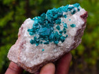 Natural Small Classic Dioptase Specimen on White Calcite and Dolomite Matrix x 1 From Likasi, Congo