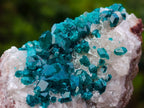 Natural Small Classic Dioptase Specimen on White Calcite and Dolomite Matrix x 1 From Likasi, Congo