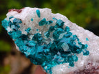 Natural Small Classic Dioptase Specimen on White Calcite and Dolomite Matrix x 1 From Likasi, Congo