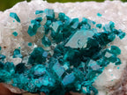 Natural Small Classic Dioptase Specimen on White Calcite and Dolomite Matrix x 1 From Likasi, Congo