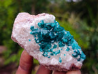 Natural Small Classic Dioptase Specimen on White Calcite and Dolomite Matrix x 1 From Likasi, Congo
