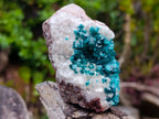 Natural Small Classic Dioptase Specimen on White Calcite and Dolomite Matrix x 1 From Likasi, Congo