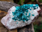 Natural Small Classic Dioptase Specimen on White Calcite and Dolomite Matrix x 1 From Likasi, Congo