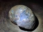 Polished Large Opalized Cymatoceras Nautilus Ammonite Fossil x 1 From Ambatofinandrahana, Madagascar