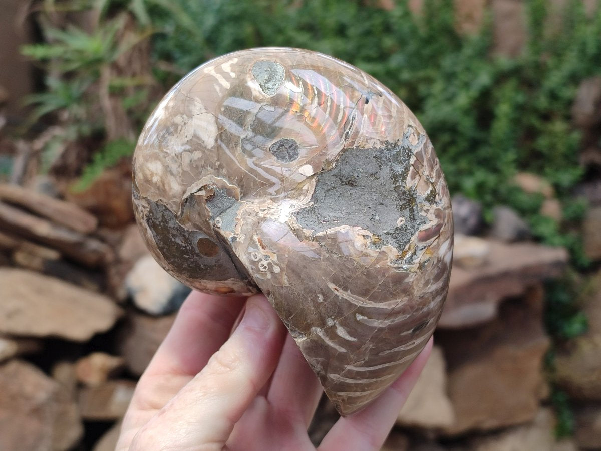 Polished Large Opalized Cymatoceras Nautilus Ammonite Fossil x 1 From Ambatofinandrahana, Madagascar