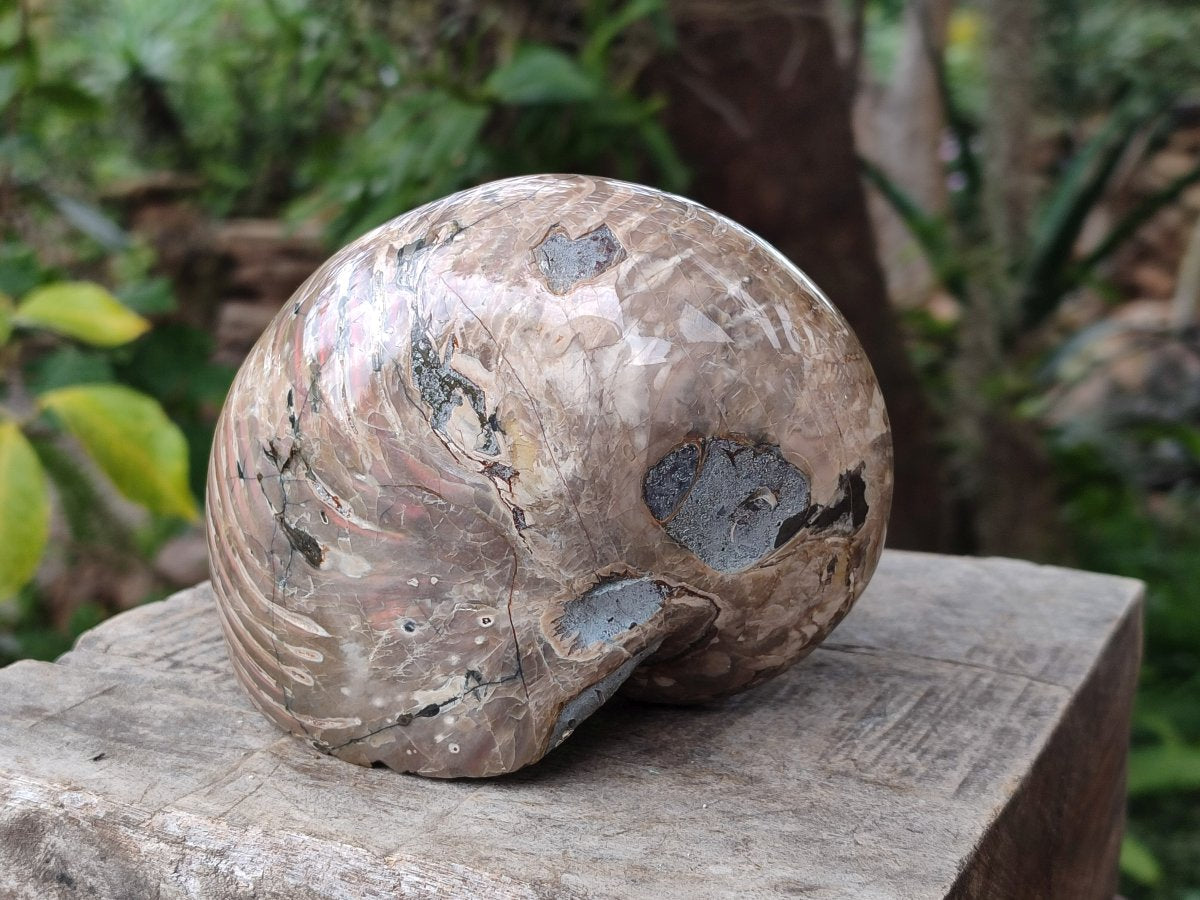 Polished Large Opalized Cymatoceras Nautilus Ammonite Fossil x 1 From Ambatofinandrahana, Madagascar